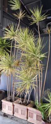 454 · POTTED DRACAENA PLANTS