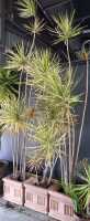POTTED DRACAENA PLANTS