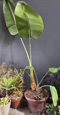 Pot Plant