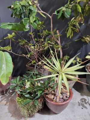 450 · POTTED PLANTS