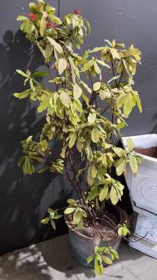 Large Plant In Laundry Copper
