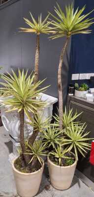 Potted Dracaena Plants