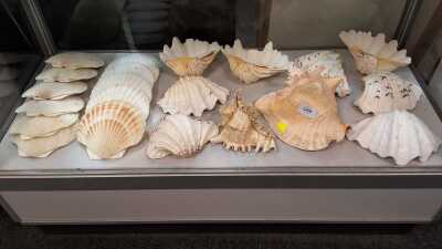 Shell Dishes