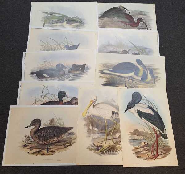 GOULDS WATERBIRDS