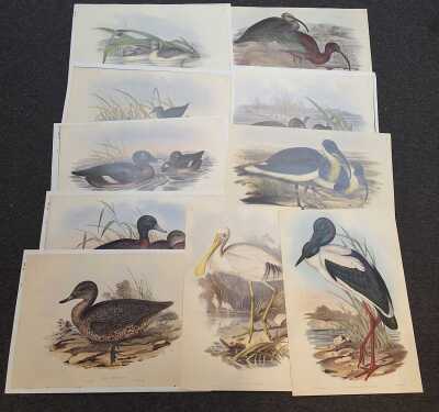 Goulds Waterbirds
