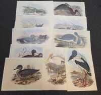 GOULDS WATERBIRDS