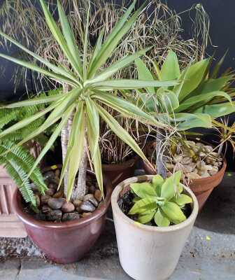 Potted Plants