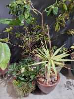 POTTED PLANTS