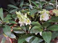 POTTED PLANTS - 2