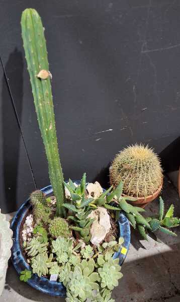 POTTED PLANTS
