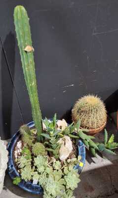 Potted Plants
