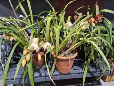 Orchids
