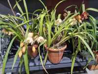 ORCHIDS