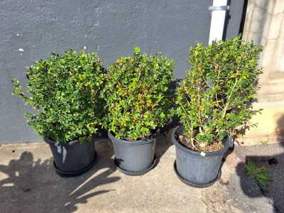 Ficus