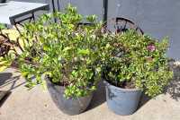 EVERGREENS