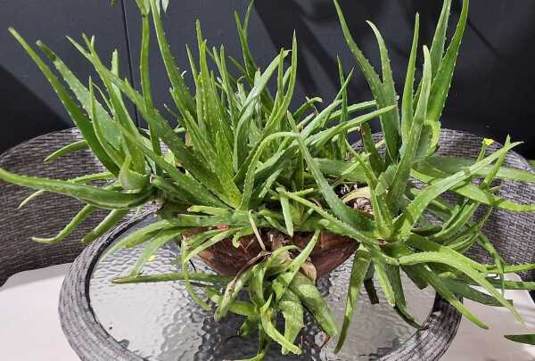POTTED SUCCULENT