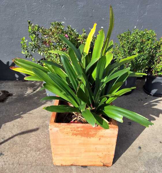CLIVIA
