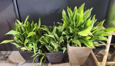 Aspidistra