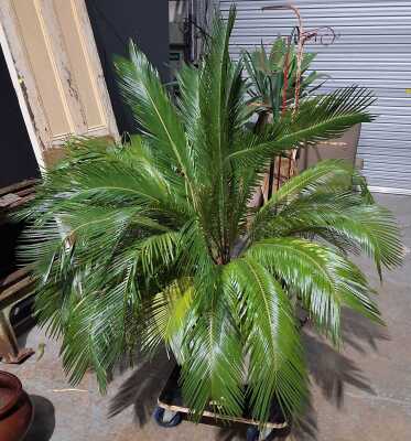 Potted Cycad