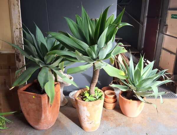 AGAVE PLANTS