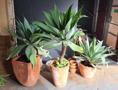 Agave Plants