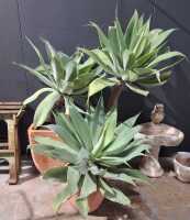 AGAVE PLANTS - 2