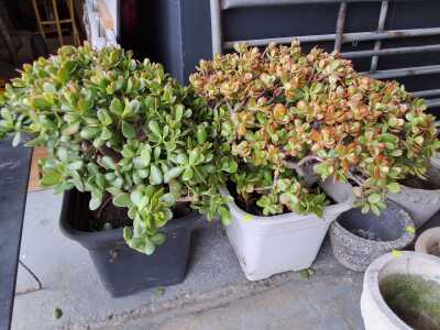 Potted Succulents