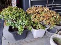 POTTED SUCCULENTS