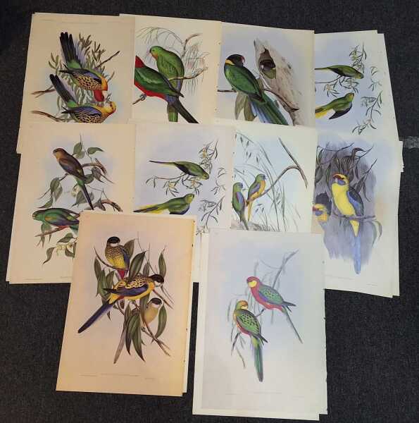 GOULDS PARROTS