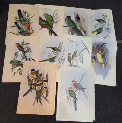 Goulds Parrots