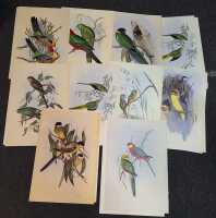 GOULDS PARROTS