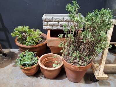 Garden Lot