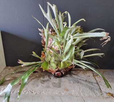 Staghorn