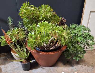 Potted Succulents