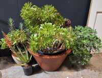 POTTED SUCCULENTS
