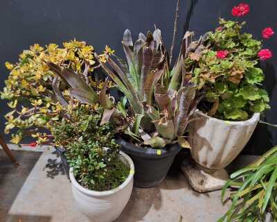 Potted Plants