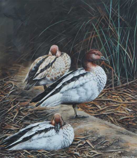 ROGER MURCOTT (Britain, Australia)