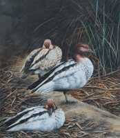 ROGER MURCOTT (Britain, Australia)