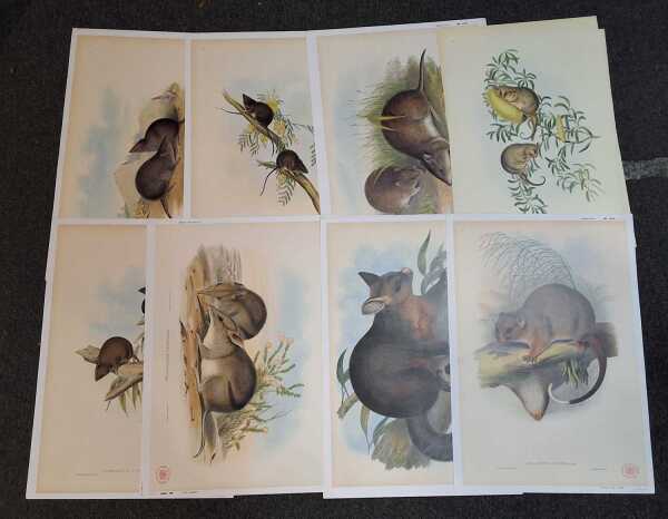 GOULDS MARSUPIALS