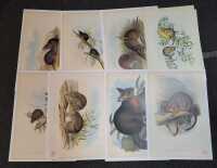 GOULDS MARSUPIALS
