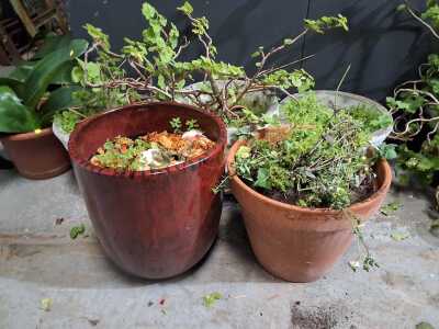 Large Pots