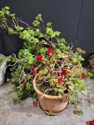 Geraniums