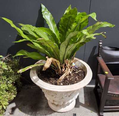 Birds Nest Fern