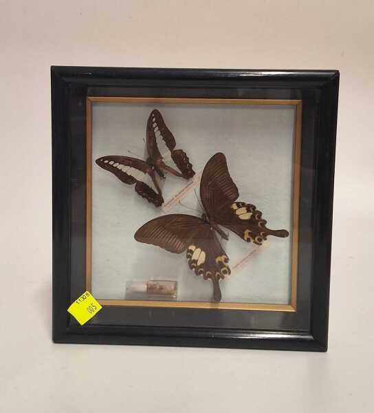 FRAMED BUTTERFLIES