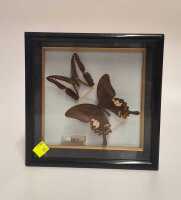 FRAMED BUTTERFLIES
