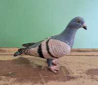BIRD ORNAMENT