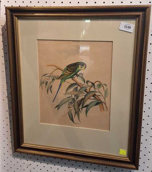 UNDULATED PARROT