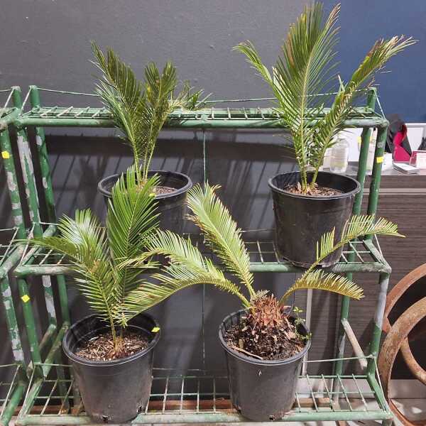 POTTED CYCADS