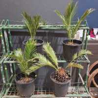 POTTED CYCADS