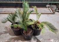 POTTED CYCADS - 2